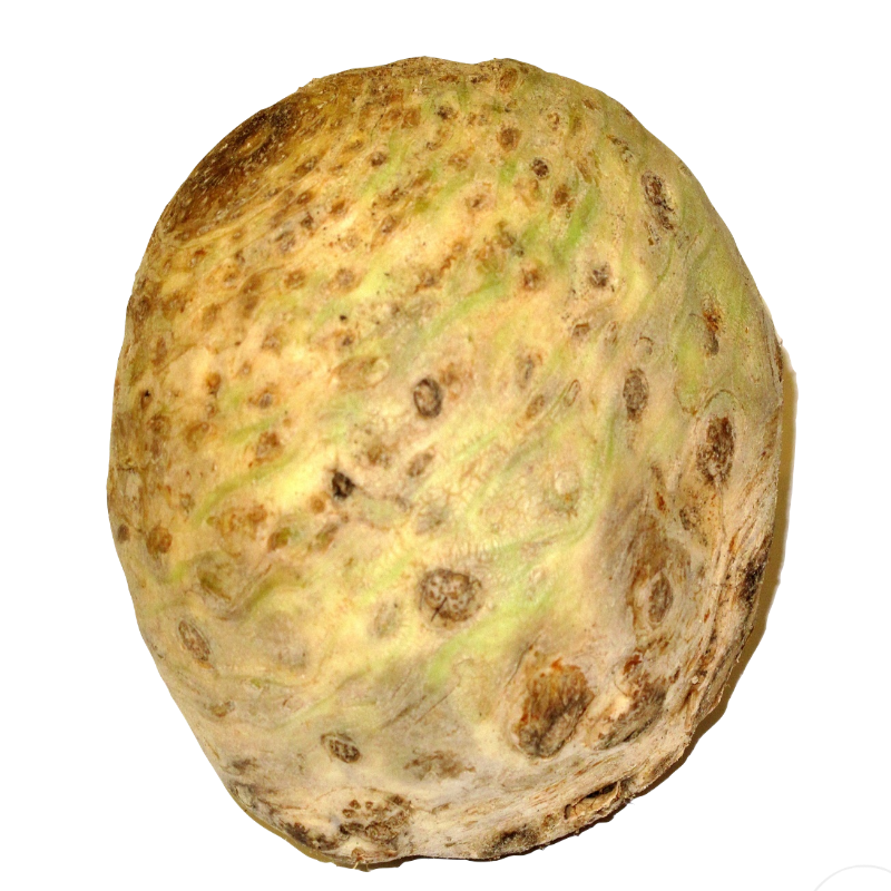 Корінь селери свіжий, ДСТУ 289, 1 кг